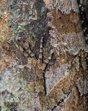 Camouflaged animal that stereo vision helps to pick out from its background